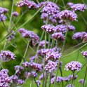 Verbena bonariensis fleur